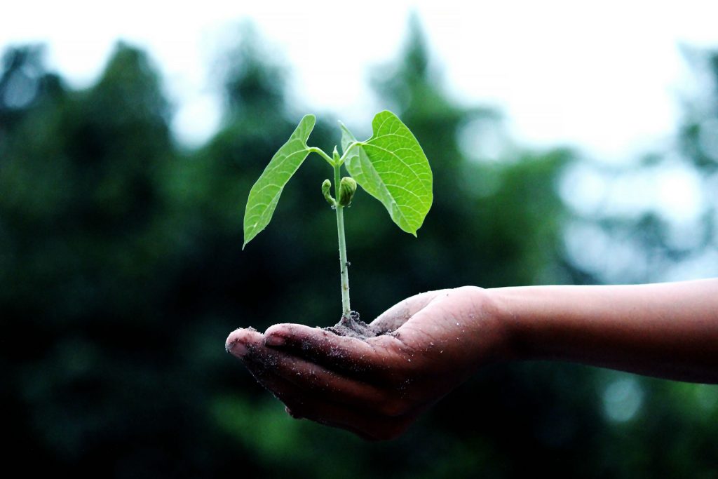 Man holding leaf
